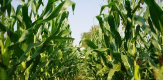Campesinos Cierran Filas y Exigen Respuesta - AlternativaTlx