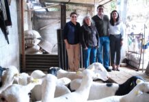 El SMDIF Logra Gestión para la Obtención de Ovinos a la Población de Zacatelco- AlternativaTlx 