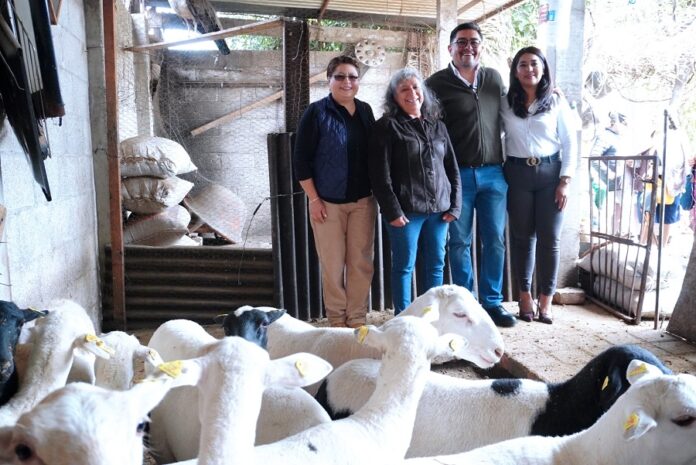 El SMDIF Logra Gestión para la Obtención de Ovinos a la Población de Zacatelco- AlternativaTlx El SMDIF Logra Gestión para la Obtención de Ovinos a la Población de Zacatelco- AlternativaTlx