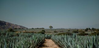 El Tequila, más que una Bebida, una Vocación de Vida - AlternativaTlx
