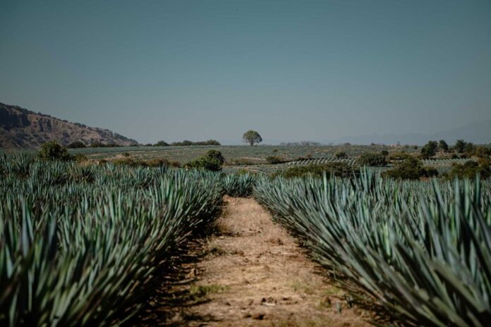 El Tequila, más que una Bebida, una Vocación de Vida - AlternativaTlx