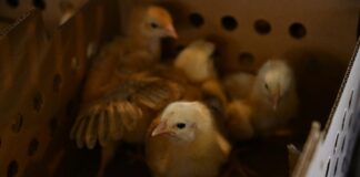 Inicia SIA Entrega de Paquetes de Especies Menores a Productores- AlternativaTlx 