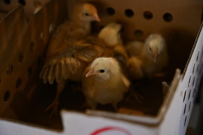Inicia SIA Entrega de Paquetes de Especies Menores a Productores- AlternativaTlx 