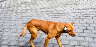 Iniciativa Polémica ante Falta de Aplicación de Políticas para Animales en Situación de Calle- AlternativaTlx 