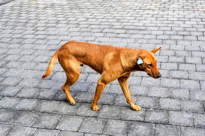 Iniciativa Polémica ante Falta de Aplicación de Políticas para Animales en Situación de Calle- AlternativaTlx 