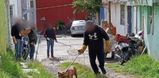 Llama Ayuntamiento de Tlaxcala a la Tenencia Responsable de Mascotas- AlternativaTlx
