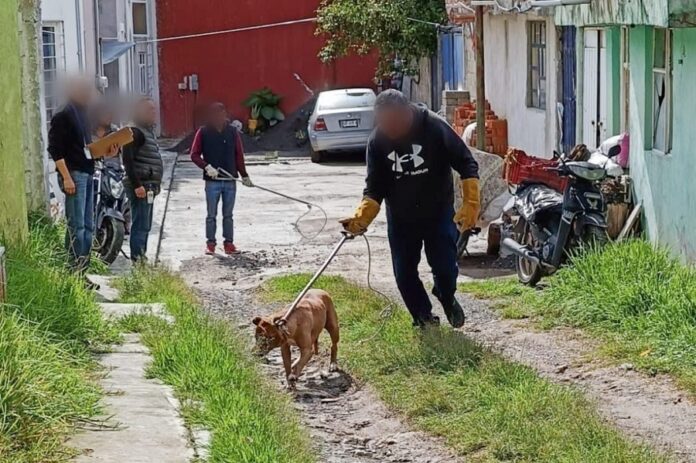 Llama Ayuntamiento de Tlaxcala a la Tenencia Responsable de Mascotas- AlternativaTlx