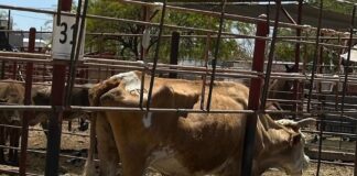 Necesario Aplicar Principio Precautorio en Importaciones ante Amenaza de Gusano Barrenador - AlternativaTlx