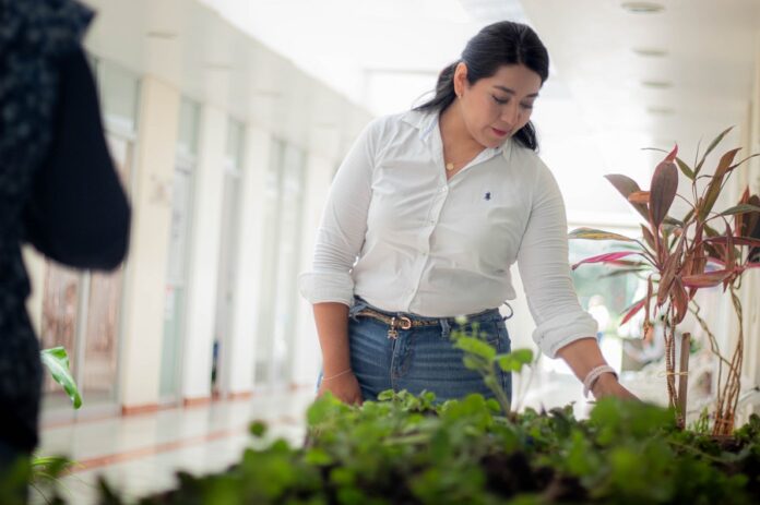 Productores de Fresa Reciben Plántulas con 75% de Descuento por el SMDIF Zacatelco- AlternativaTlx Productores de Fresa Reciben Plántulas con 75% de Descuento por el SMDIF Zacatelco- AlternativaTlx