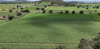 SIA Activa Apoyo Emergente para Productores con Cultivos Dañados por Lluvias- AlternativaTlx 