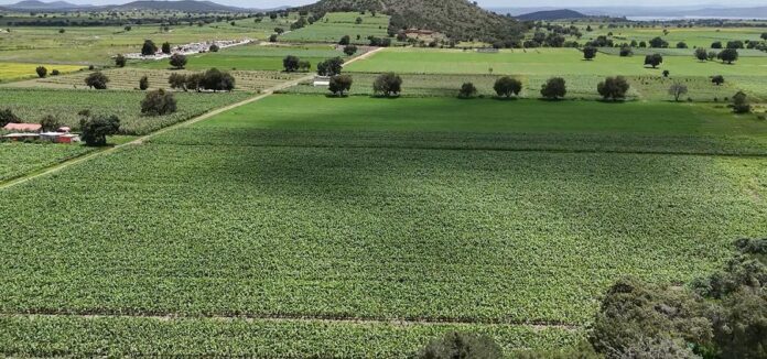 SIA Activa Apoyo Emergente para Productores con Cultivos Dañados por Lluvias- AlternativaTlx 