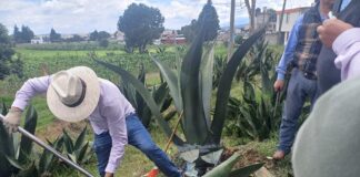 Tlaxcala Blinda sus Agaves; SIA Capacita a Productores para Prevenir Plaga del Picudo- AlternativaTlx 