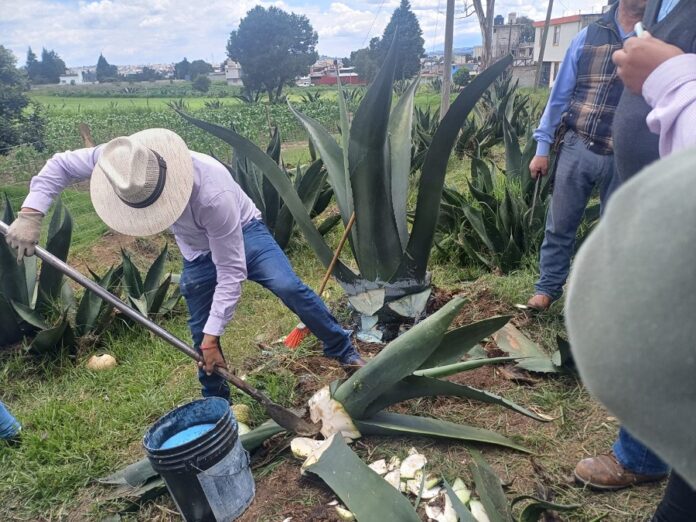 Tlaxcala Blinda sus Agaves; SIA Capacita a Productores para Prevenir Plaga del Picudo- AlternativaTlx 