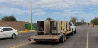 Trasladan 130 Animales más a Mazatlán para Mantenerlos a Salvo - AlternativaTlx
