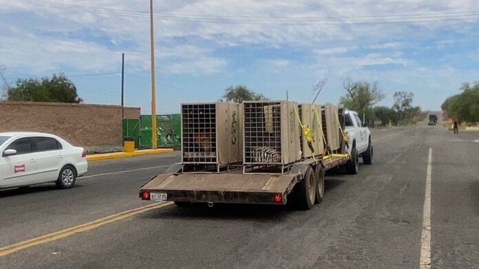 Trasladan 130 Animales más a Mazatlán para Mantenerlos a Salvo - AlternativaTlx