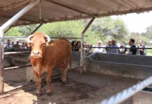 CIAMAT, el Rancho-Escuela de la UAG que ayuda a Transformar la Agroindustria - AlternativaTlx