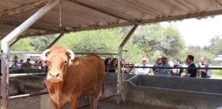 CIAMAT, el Rancho-Escuela de la UAG que ayuda a Transformar la Agroindustria - AlternativaTlx