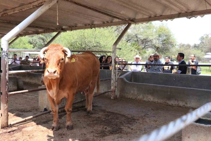 CIAMAT, el Rancho-Escuela de la UAG que ayuda a Transformar la Agroindustria - AlternativaTlx