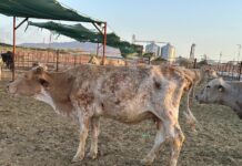 Impacta Presencia del Gusano Barrenador en Costos de Producción y el Precio de la Carne - AlternativaTlx