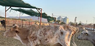 Impacta Presencia del Gusano Barrenador en Costos de Producción y el Precio de la Carne - AlternativaTlx