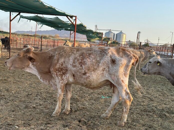 Impacta Presencia del Gusano Barrenador en Costos de Producción y el Precio de la Carne - AlternativaTlx