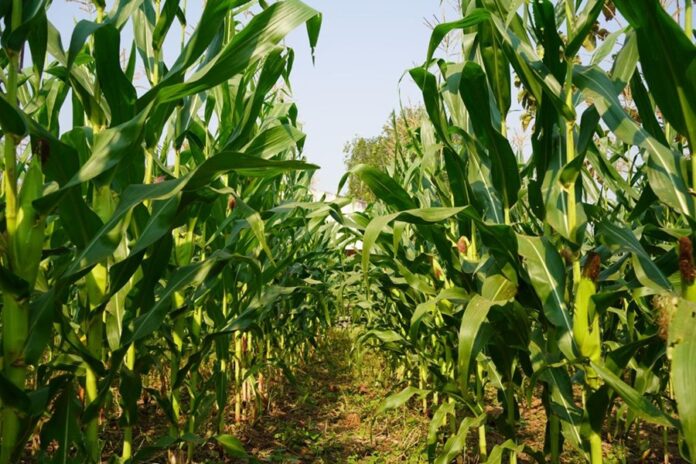 Maíz en Riesgo por Producción Récord en EU - AlternativaTlx