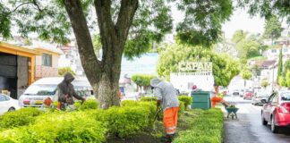 Mejora Ayuntamiento de Tlaxcala Imagen del Bulevar Mariano Sánchez con Brigada de Servicios Públicos - AlternativaTlx