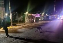 Para Proteger la Seguridad y Salud de la Población el Ayuntamiento de la Capital Retira Canes del Primer Cuadro de la Ciudad- AlternativaTlx 
