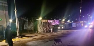 Para Proteger la Seguridad y Salud de la Población el Ayuntamiento de la Capital Retira Canes del Primer Cuadro de la Ciudad- AlternativaTlx 