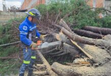 Responde Ayuntamiento de Tlaxcala ante Caída de Árbol y Afectaciones por Fuerte Lluvia- AlternativaTlx 