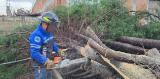 Responde Ayuntamiento de Tlaxcala ante Caída de Árbol y Afectaciones por Fuerte Lluvia- AlternativaTlx 