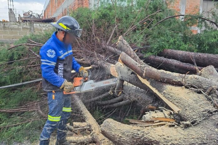 Responde Ayuntamiento de Tlaxcala ante Caída de Árbol y Afectaciones por Fuerte Lluvia- AlternativaTlx 