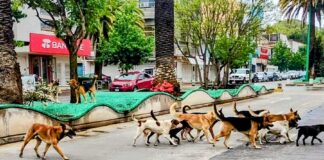 Ayuntamientos Pasmados para la Atención de la Problemática de Animales en la Calle - AlternativaTlx