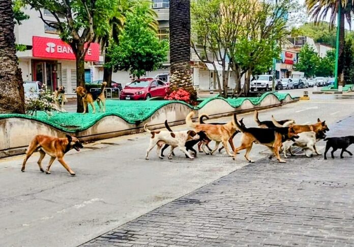 Ayuntamientos Pasmados para la Atención de la Problemática de Animales en la Calle - AlternativaTlx