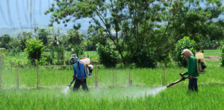 Combatir Plaguicidas Ilegales, Verdadero Desafío en la Agricultura: Ocaña Romo - AlternativaTlx