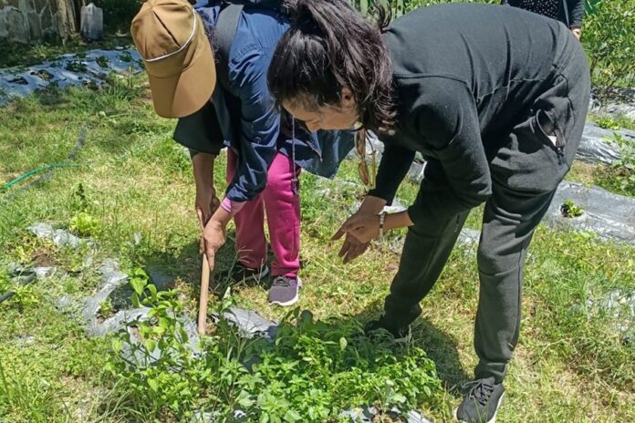 Mujeres que Buscan Empoderamiento Económico Inician Curso “Huertos Familiares” con Respaldo del Ayuntamiento de Tlaxcala - AlternativaTlx