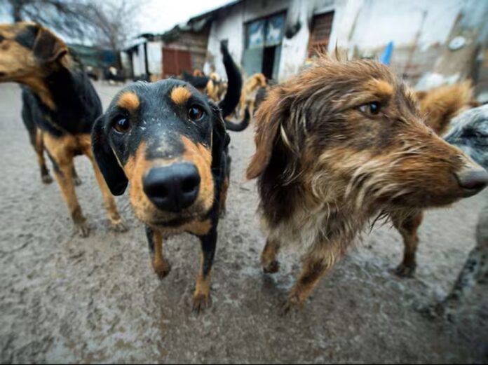 Necesario un Liderazgo Técnico y Ciudadano en la Coordinación de Bienestar Animal OCPA - AlternativaTlx