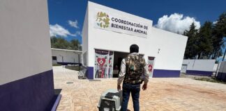 PROPAET y Bienestar Animal Rescatan a Ejemplar en Estado de Maltrato en Atlahapa - AlternativaTlx