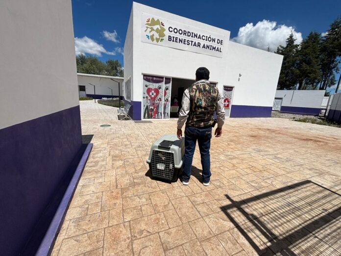 PROPAET y Bienestar Animal Rescatan a Ejemplar en Estado de Maltrato en Atlahapa - AlternativaTlx