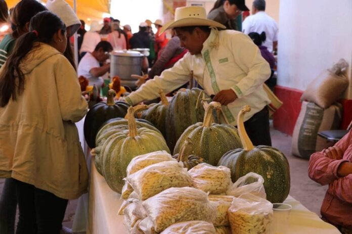 Tlaxcala, Bastión de la Defensa del Maíz Nativo: Tradición y Resistencia - AlternativaTlx
