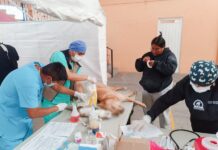 Concluye Esterilización Canina y Felina en la Capital con más de 800 Mascotas Beneficiadas - AlternativaTlx