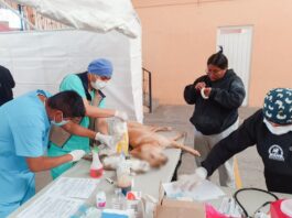 Concluye Esterilización Canina y Felina en la Capital con más de 800 Mascotas Beneficiadas - AlternativaTlx