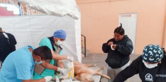 Concluye Esterilización Canina y Felina en la Capital con más de 800 Mascotas Beneficiadas - AlternativaTlx