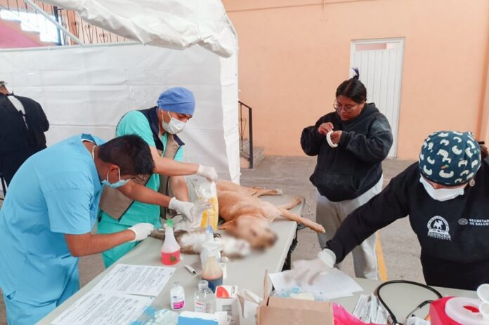 Concluye Esterilización Canina y Felina en la Capital con más de 800 Mascotas Beneficiadas - AlternativaTlx