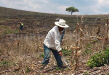 El Abandono del Gobierno al Sector Primario, Abrió el Camino a la Corrupción - AlternativaTlx