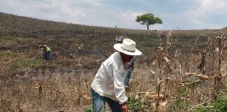 El Abandono del Gobierno al Sector Primario, Abrió el Camino a la Corrupción - AlternativaTlx