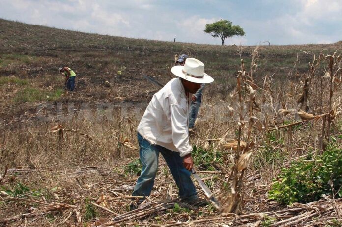 El Abandono del Gobierno al Sector Primario, Abrió el Camino a la Corrupción - AlternativaTlx