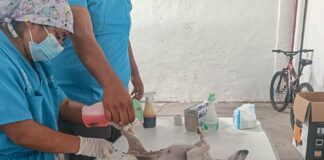 El Próximo Lunes Inicia el Ayuntamiento de la Capital Nueva Campaña de Esterilización Gratuita para Perros y Gatos - AlternativaTlx