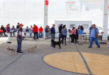 Gobierno de Alfonso Sánchez García Fortalece la Salud Pública al Sumarse a la Jornada Nacional de Vacunación Antirrábica 2025 - AlternativaTlx