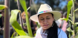 Hace la FAO Reconocimiento a Ana Lilia Rivera y Agricultores por Concretar Metepantle como SIPAM - AlternativaTlx